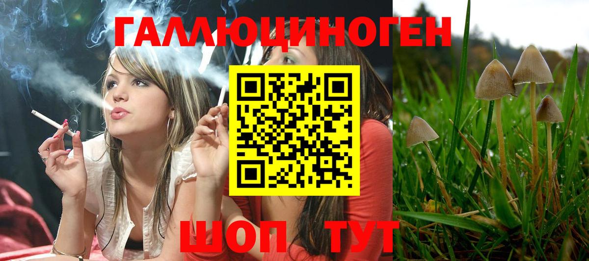 Псилоцибиновые грибы Cubensis  Алейск 